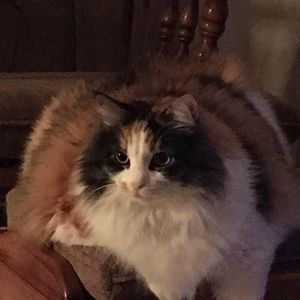 Meet your Posher, Penny